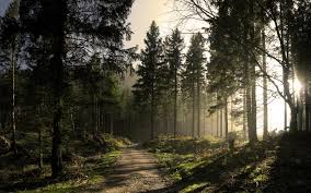 На Буковині мають посадити майже 2 тис.га лісу