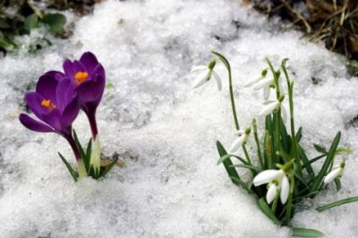 На Буковину прийшла весна, але тепла синоптики ще не прогнозують