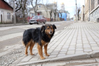 На відлов безпритульних собак у Чернівцях виділять понад мільйон гривень