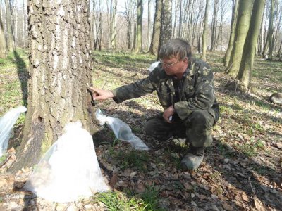 На Буковині лісівники заготовлять 200 тонн березового соку