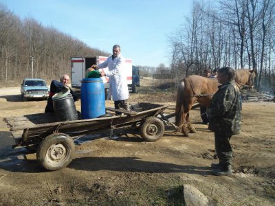 На Буковині лісівники заготовлять 200 тонн березового соку