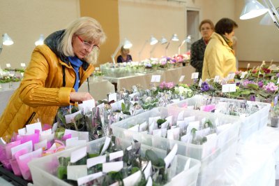 На виставці в Чернівцях - 400 видів фіалок