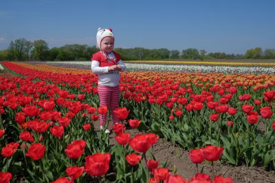 Під Чернівцями розквітнув гектар голландських тюльпанів