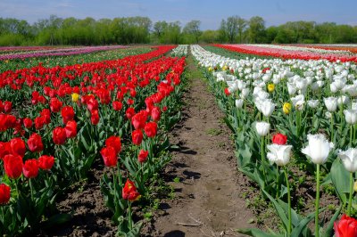 Під Чернівцями розквітнув гектар голландських тюльпанів