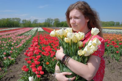 Під Чернівцями розквітнув гектар голландських тюльпанів