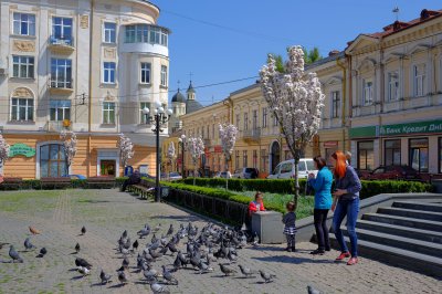 У Чернівцях розцвіла сакура