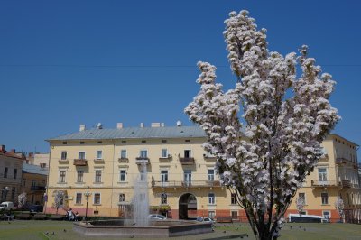 У Чернівцях розцвіла сакура