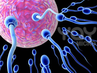 Вчені створили сперматозоїди з клітин шкіри чоловіків