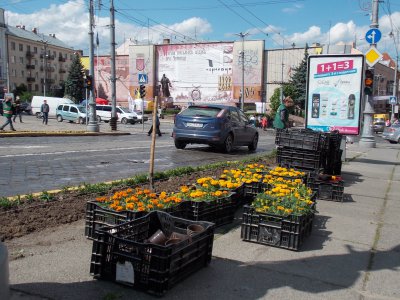 У Чернівцях висадять сто тисяч квітів