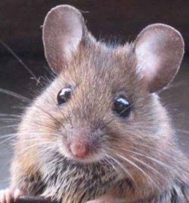 Учені змусили мишей синтезувати омега-3 та омега-6 жирні кислоти