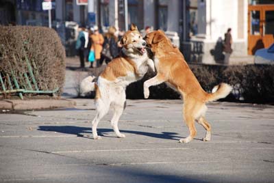 Собакам без господарів у Чернівцях заборонили гуляти