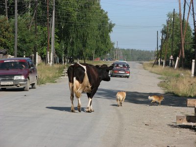 За бродячу худобу на Буковині штрафуватимуть