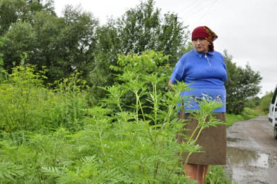 На околицях Чернівців&#8237; &#8236;росте небезпечний для людини борщівник&#8237; 