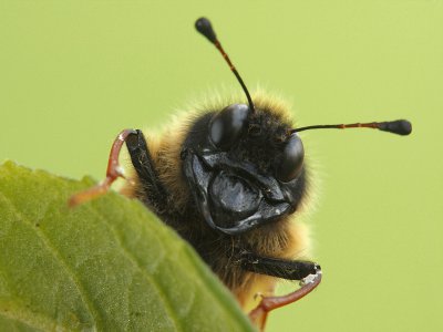 Лікарі закликають вивчати комах, щоб визначати, які з них небезпечні