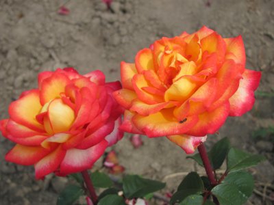 На своєму городі буковинка вирощує 15 тисяч кущів троянд (ФОТО)