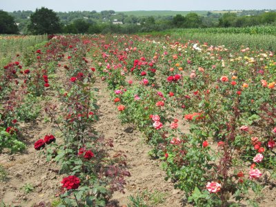 На своєму городі буковинка вирощує 15 тисяч кущів троянд (ФОТО)