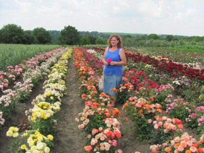 На своєму городі буковинка вирощує 15 тисяч кущів троянд (ФОТО)