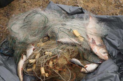 На Буковині браконьєри наловили риби на 29 тисяч гривень