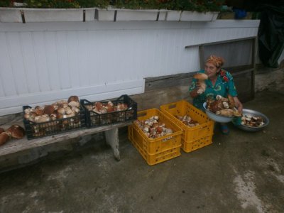 В горах на Буковині - грибний бум (ФОТО)