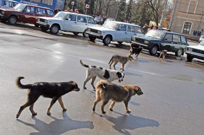 Як відбитися від бродячого собаки. Рекомендації кінолога