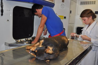 У Чернівцях благодійники стерилізують безпритульних собак