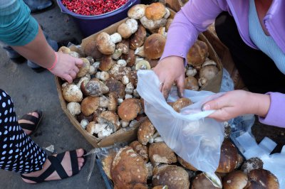 Білі гриби в Чернівцях продають по 45 гривень (ФОТО)