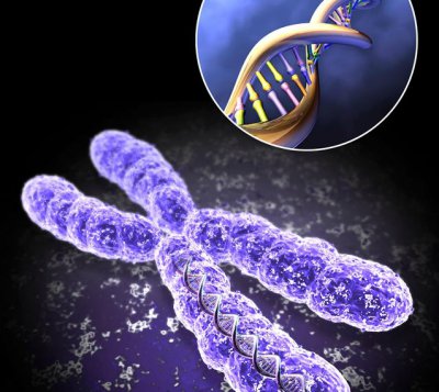 Вчені знайшли ген, який продовжує життя на третину