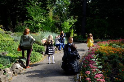 У Ботанічному саду Чернівців квітнуть величезні жоржини (ФОТО)