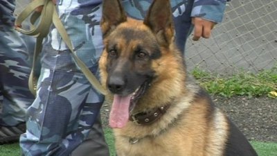 Службовий собака привів буковинських міліціонерів до будинку зловмисника
