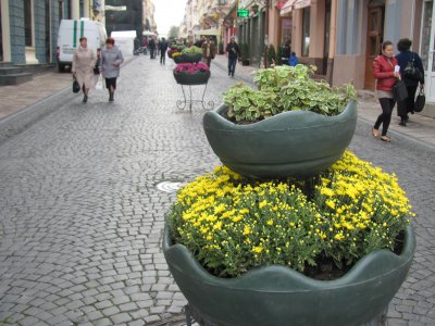 До Дня міста у Чернівцях посадили півтори тисячі хризантем