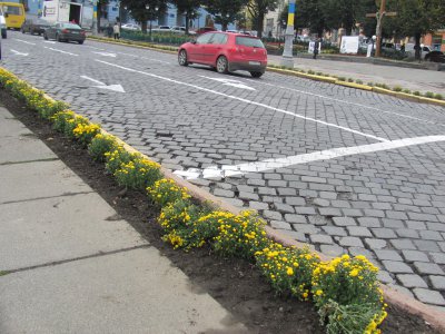 До Дня міста у Чернівцях посадили півтори тисячі хризантем