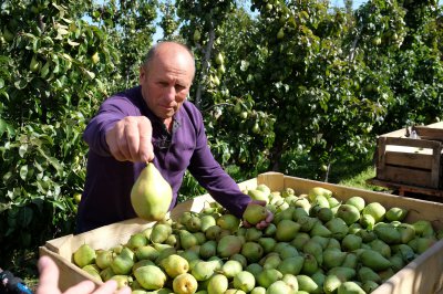 На Буковині найкращий урожай фруктів за 20 років (ФОТО)