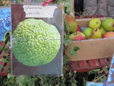 У Чернівцях на ярмарку продають Адамове яблуко і Боже дерево (ФОТО)