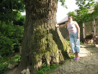 На Буковині збереглися дерева, які "пам’ятають" Молдавське князівство