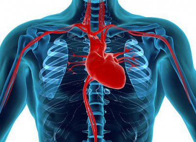 Клітини серця можуть перетворюватися на клітини судин