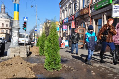 На тротуарі в центрі Чернівців посадили 8 туй (ФОТО)