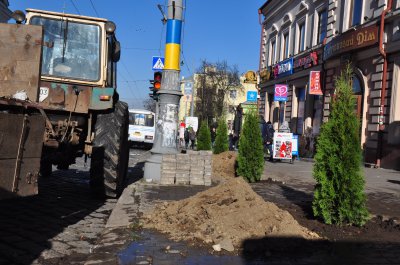 На тротуарі в центрі Чернівців посадили 8 туй (ФОТО)