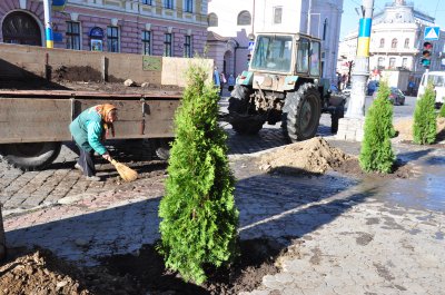 На тротуарі в центрі Чернівців посадили 8 туй (ФОТО)