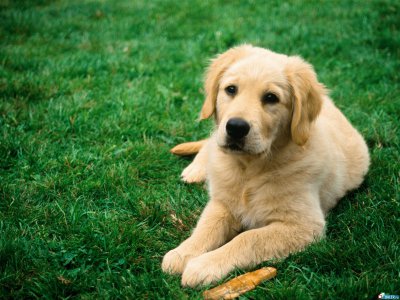Ветеринари лікують першу у світі собаку, яка страждає на алергію від людей 