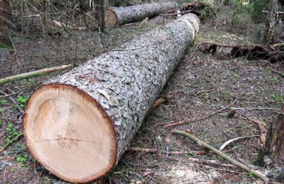 На Буковині невідомі вирубали дерев поблизу колії на 50 тисяч гривень