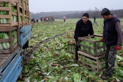 Як на Буковині збирають "пекінку" (ФОТО)