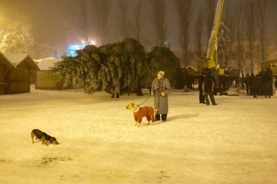 У Чернівцях встановили новорічну ялинку (ФОТО)