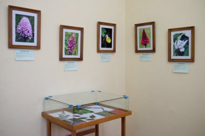 У Чернівцях відкрилася виставка з рідкісними кадрами орхідей області (ФОТО)