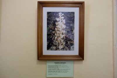 У Чернівцях відкрилася виставка з рідкісними кадрами орхідей області (ФОТО)