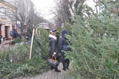 Середня вартість ялинок на ринках у Чернівцях — 120 гривень (ФОТО)