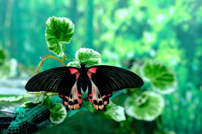 До Чернівців привезли виставку тропічних метеликів (ФОТО)