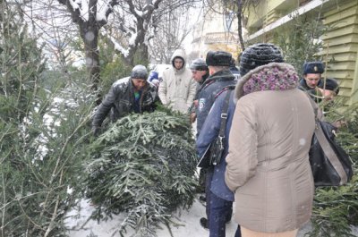 Міліція на Буковині виявила понад 900 незаконних ялинок