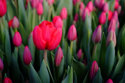 100 тисяч тюльпанів квітнуть посеред зими у садибі буковинця (ФОТО)