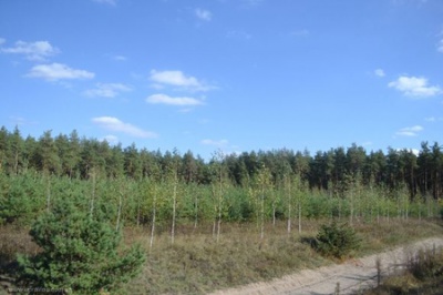 На Буковині планують відтворити ліс на 2300 гектарах