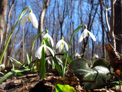 На Буковину нарешті йде справжня весна